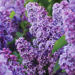 Garden State Bulb Common Purple Lilac Shrub, Live Bare Root (Bag of 4)